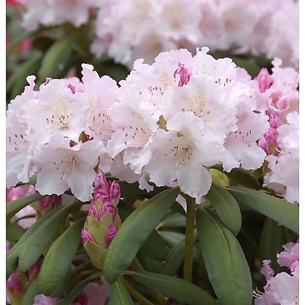 Rhododendron Schneewolke 30-40cm - Rhododendron Yakushimanum günstig online kaufen