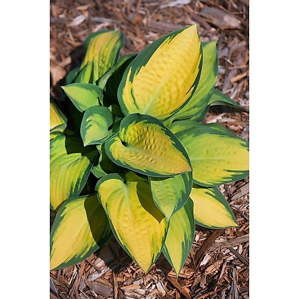 Hosta X Fortunei Orange Marmalade Funkie Ca. 11x11 cm Topf günstig online kaufen