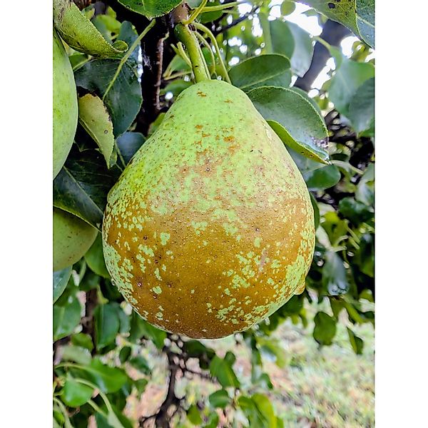 Zwergbirne Luisa 70 - 90 cm Pyrus communis günstig online kaufen