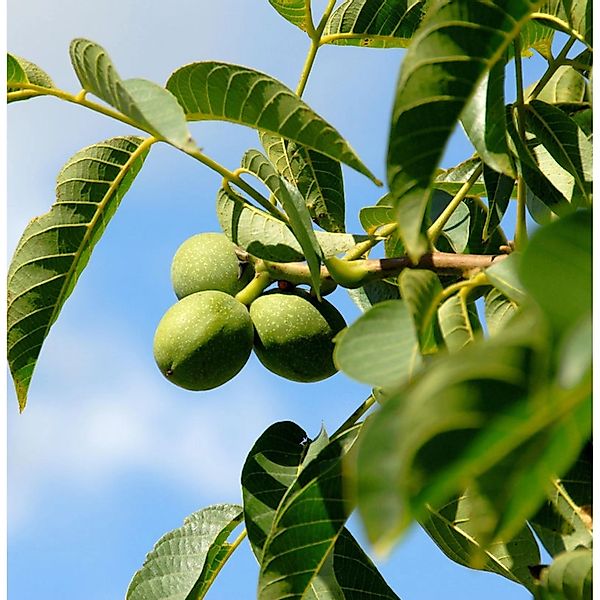 Echter Walnuss 100-125cm - Juglans regia günstig online kaufen