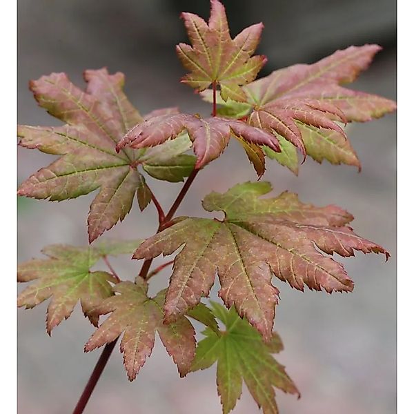 Fächer Ahorn Burgundy Lace 60-80cm - Acer palmatum günstig online kaufen