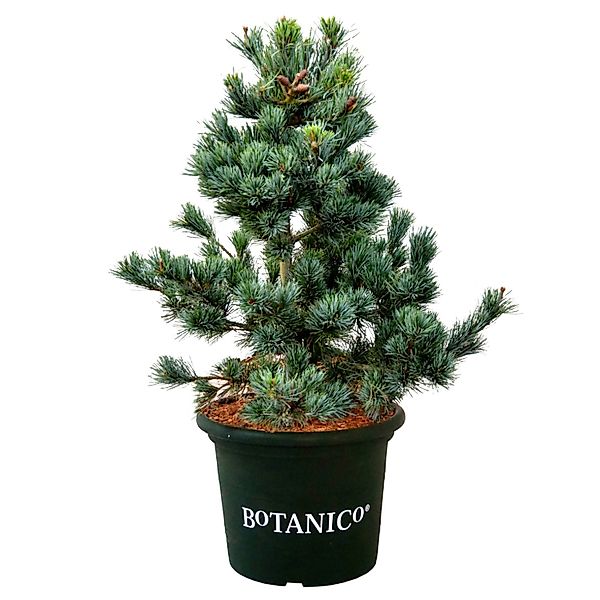 Japanische Mädchen-Kiefer Negishi Höhe 60-70 cm Topf 15 l Pinus parviflora günstig online kaufen