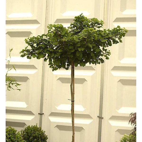 Hochstamm Kugel Fächerblattbaum 100-125cm - Ginkgo biloba günstig online kaufen