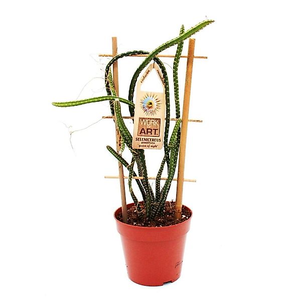 Exotenherz Kaktus Königin der Nacht - Selenicereus grandiflorus - 12cm Topf günstig online kaufen