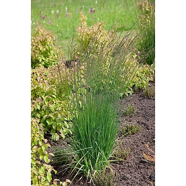 Molinia Caerulea Moorflamme Moorgras 3-5 Liter Container günstig online kaufen