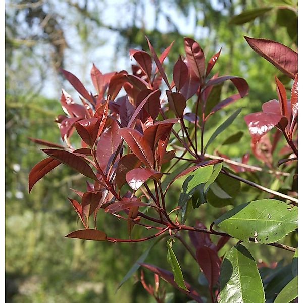 Glanzmispel New Red 30-40cm - Photinia fraseri günstig online kaufen