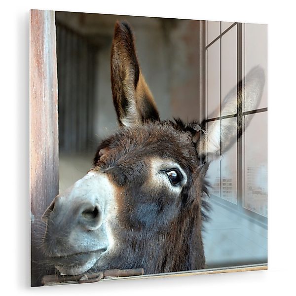 MuchoWow Acrylglasbild Esel, Inkl. Aufhängung, Bilder günstig online kaufen