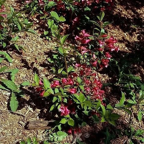 Weigelie All Summer Red 40-60cm - Weigela florida günstig online kaufen