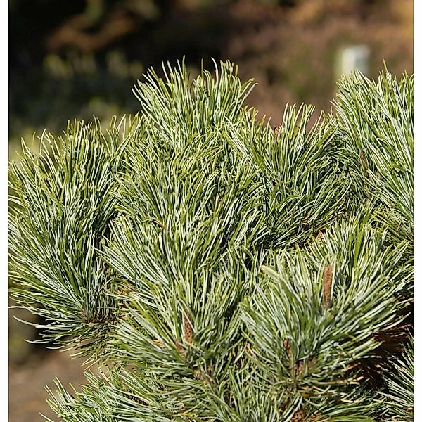 Blaue Kriechkiefer 10-15cm - Pinus pumila Glauca günstig online kaufen