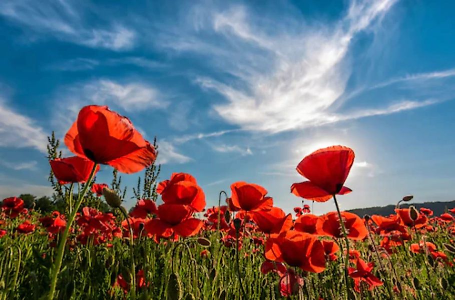 Papermoon Fototapete »Poppy Flowers Field« günstig online kaufen
