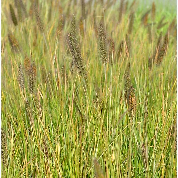 Lampenputzergras Moudry - großer Topf - Pennisetum alopecuroides günstig online kaufen