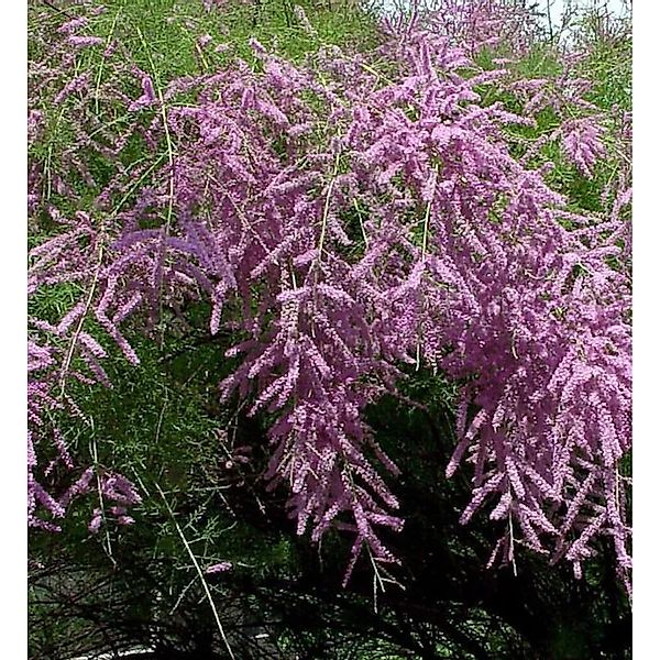 Heide-Tamariske Pink Cascade 100-125cm - Tamarix ramosissima günstig online kaufen
