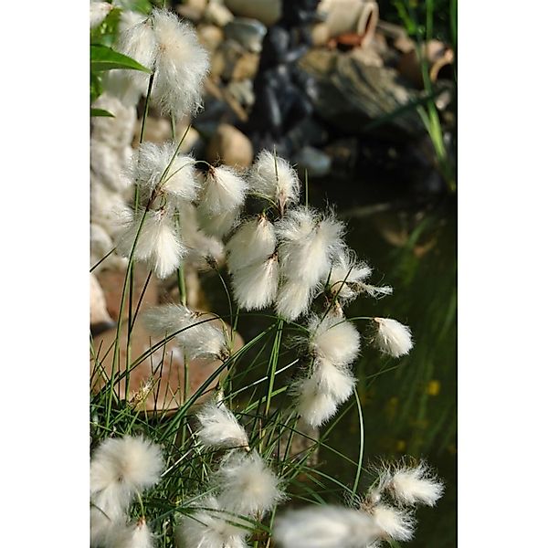 Eriophorum Angustifolium Schmalblättriges Wollgras Ca. 9x9 cm Topf günstig online kaufen