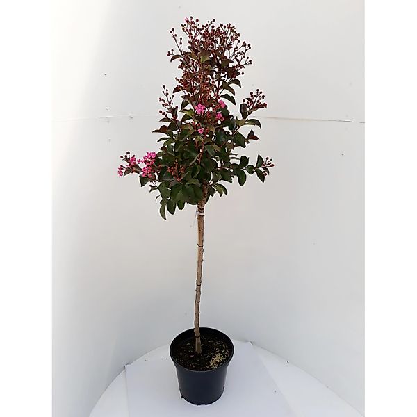 Pflanzen-Boering Lagerstroemia Rhapsodie Pink-Stämmchen 80 cm Kreppmyrte Kr günstig online kaufen