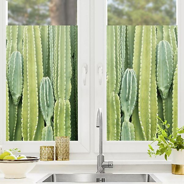 Fensterfolie Kaktus Wand günstig online kaufen