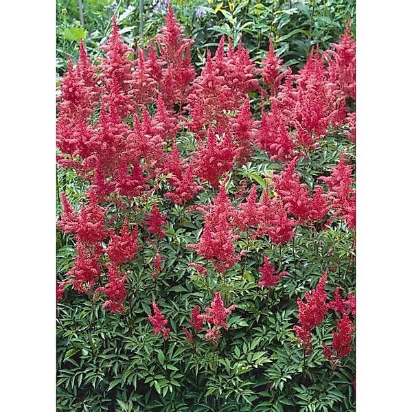 Astilbe X Arendsii Augustleuchten Prachtspiere Ca. 9x9 cm Topf günstig online kaufen