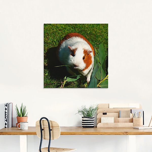 Artland Glasbild "Orange weißes Meerschweinchen", Haustiere, (1 St.), in ve günstig online kaufen