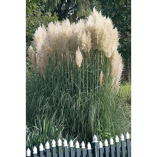 Cortaderia Selloana Sunningdale Silver Pampasgras Silbrig 7,5-10 L Containe günstig online kaufen