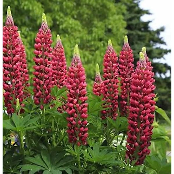 Gartenlupinie Edelknabe - Lupinus polyphyllus günstig online kaufen