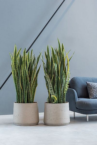 finestgreen Pflanzkübel Handgefertigtes Pflanzgefäß Patt günstig online kaufen