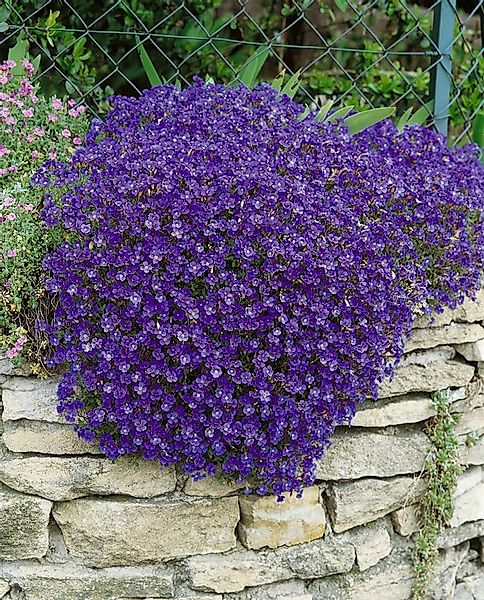 Pflanzen für Dich Staude Aubrieta cult. Cascade Blue, 1 St., Blaukissen günstig online kaufen