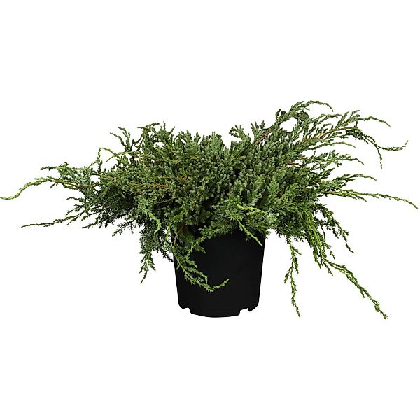 OBI Zwerg-Wacholder Blue Carpet Blau Höhe ca. 5 - 10 cm Topf ca. 2, Juniper günstig online kaufen