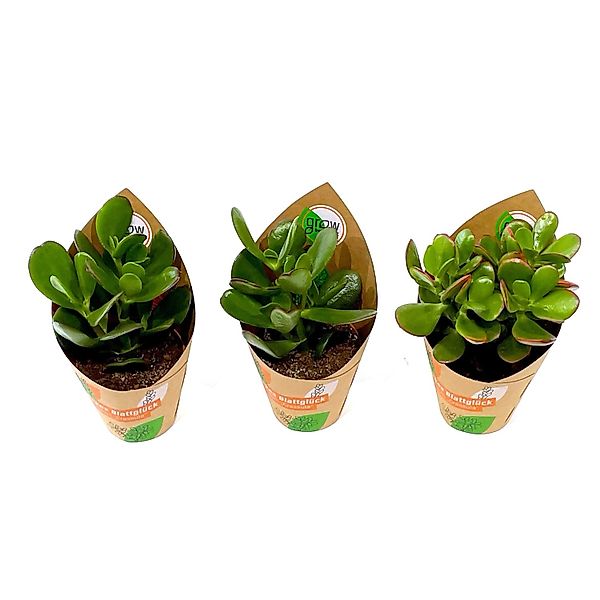 GROW by OBI Dickblatt Mix 3-fach sortiert Topf-Ø ca. 8,5 cm Crassula günstig online kaufen
