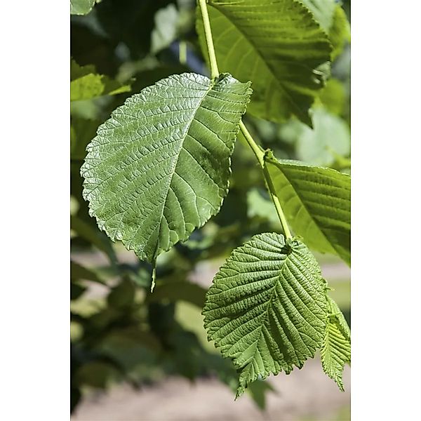 Pflanzen für Dich Gehölze Morus alba, 1 St., Weiße Maulbeere, Maulbeerbaum günstig online kaufen