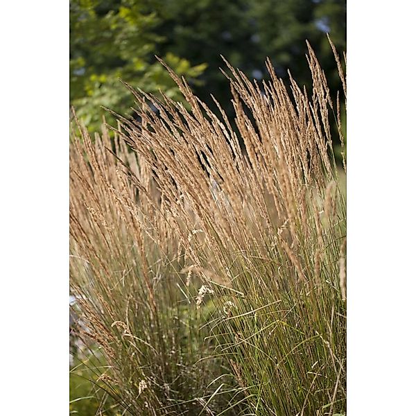 Calamagrostis X Acutiflora Avalanche Ziergras Ca. 9X9 cm Topf günstig online kaufen