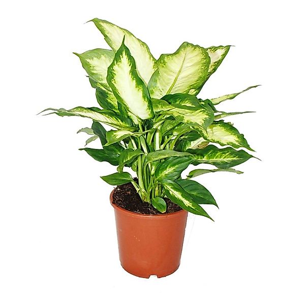 Exotenherz Dieffenbachia Zimmerpflanzen Topfpflanze für Anfänger 17cm Topf günstig online kaufen