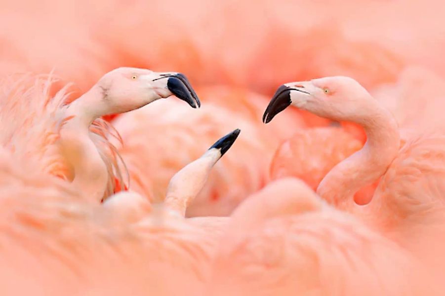 Papermoon Fototapete »Flamingos« günstig online kaufen