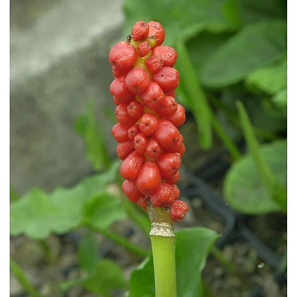 Gefleckter Aronstab - Arum maculatum günstig online kaufen