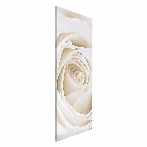 Magnettafel - Hochformat 1:2 Pretty White Rose günstig online kaufen