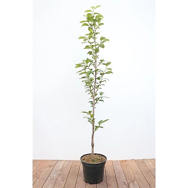 Diospyros Kaki Ernesto Kaki 125–150 cm Süß Und Saftig günstig online kaufen