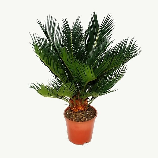 Exotenherz Zimmerpflanze Cycas revoluta - Japanischer Palmfarn mit Knolle - günstig online kaufen