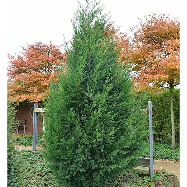 Leyland Zypresse Typ 2001 40-60cm - Cupressocyparis Leylandii günstig online kaufen