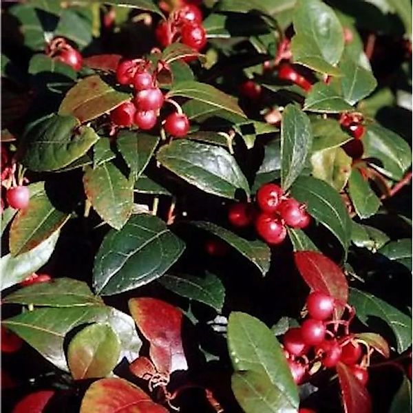 Große Scheinbeere - großer Topf  - Gaultheria shallon günstig online kaufen