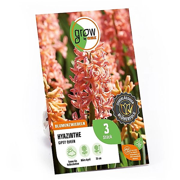 GROW by OBI Hyazinthe Gipsy Queen Orange 3 Stück Hyacinthus orientalis günstig online kaufen