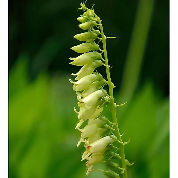 Gelber Fingerhut - Digitalis,utea günstig online kaufen