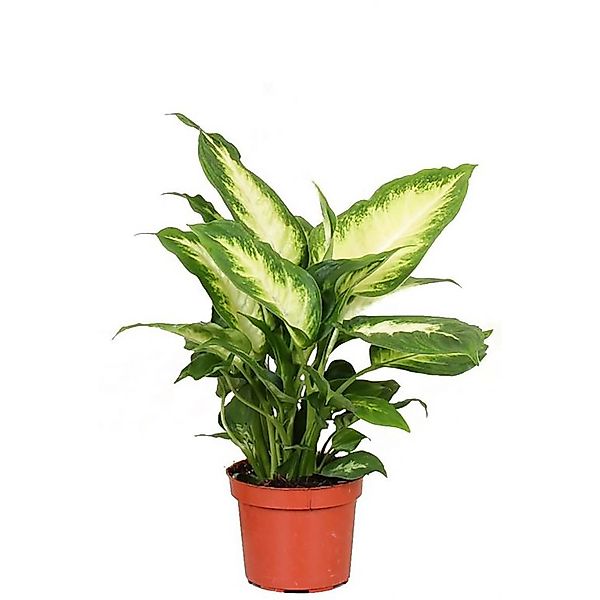 GROW by OBI Camilla Höhe ca. 35cm Topf-Ø 12 cm Dieffenbachia maculata günstig online kaufen