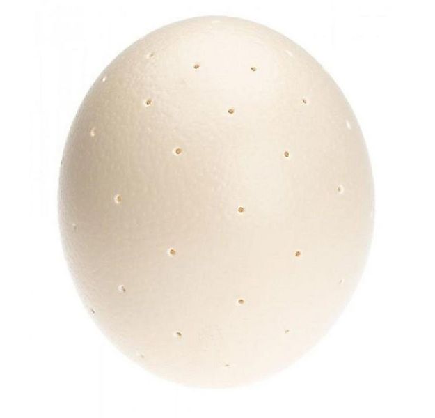 Lambert Lampenschirm Ersatz Straußenei für Emu Tischlampe günstig online kaufen