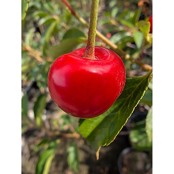 Sauerkirsche Schattenmorelle 100 - 120 cm Prunus cerasus günstig online kaufen