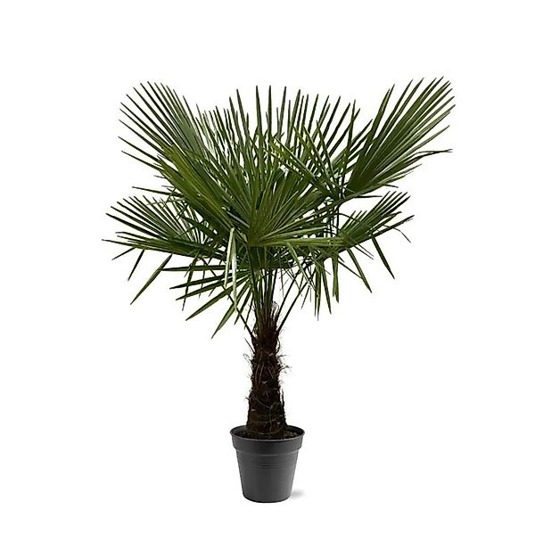 Exotenherz Chinesiche Hanfpalme Trachycarpus Fortunei 30cm Topf 160-180cm H günstig online kaufen