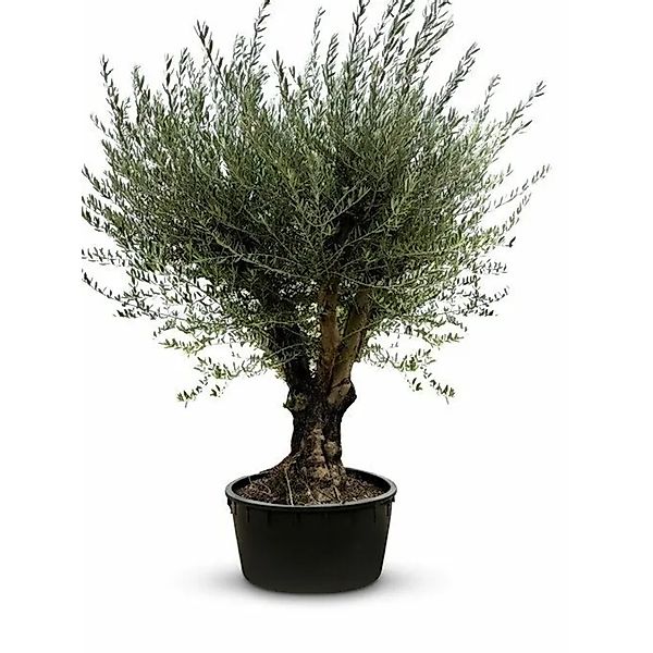 Sunny-Tree Olivenbaum verzweigt Olea Europaea Winterharte Bonsai 250 cm hoc günstig online kaufen