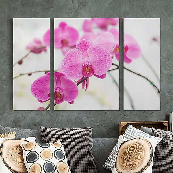 3-teiliges Leinwandbild Blumen - Querformat Nahaufnahme Orchidee günstig online kaufen