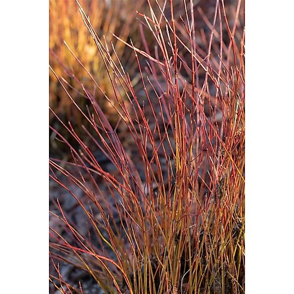 Cornus Sericea Firedance Roter Hartriegel 60–80 cm Leuchtend Rot günstig online kaufen