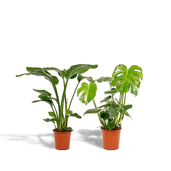 Hello Plants | Set mit 2 Zimmerpflanzen Strelitzia & Monstera günstig online kaufen