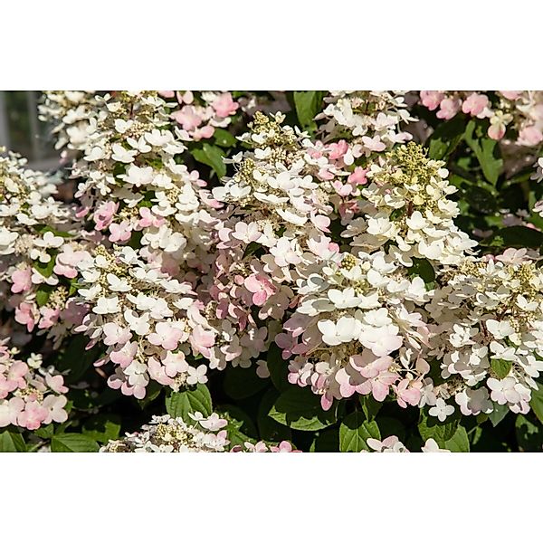 Hydrangea Paniculata Rispenhortensie Early Harry Ca. 9x9 cm Topf günstig online kaufen