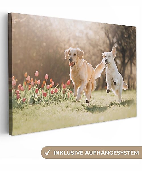 OneMillionCanvasses® Leinwandbild Hunde - Sonne - günstig online kaufen