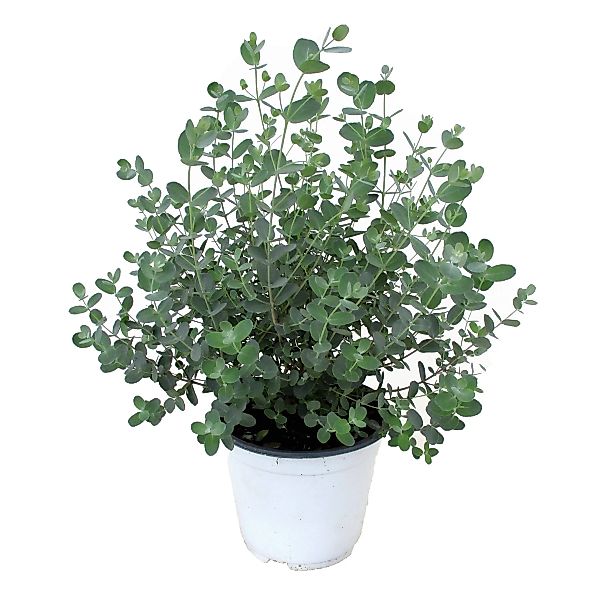 Perfect Plant | Eukalyptus-Gunnii-Strauch günstig online kaufen